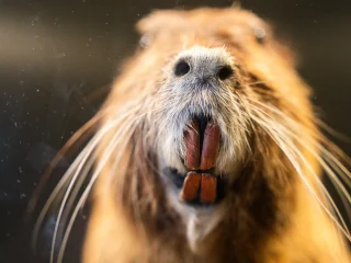 Primo piano del muso di una nutria adulta tassidermizzata, con lunghi baffi bianchi, narici scure e incisivi anteriori grandi e prominenti di colore arancione. Lo sfondo è scuro e sfocato.