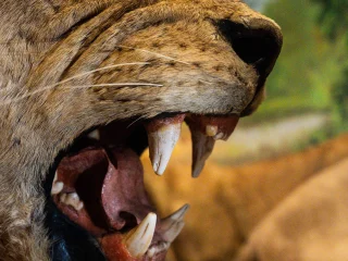 Primo piano del muso di un leone tassidermizzato con la bocca spalancata che mostra canini grandi e lunghi. Il muso è coperto di pelliccia chiara e sullo sfondo si intravede la coda di un altro leone e una scenografia dipinta con vegetazione.