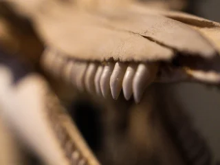 Primo piano delle ossa di un cranio animale, con particolare attenzione a una fila di denti affusolati e appuntiti. La parte visibile del cranio presenta superfici ossee chiare e irregolari. Lo sfondo è sfocato, mettendo in risalto la struttura dentale in primo piano.