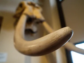 Primo piano di una grande zanna curva di elefante, fotografata dal basso. La zanna, di colore chiaro e superficie liscia, occupa la parte centrale dell’immagine e si estende verso l’osservatore. Sullo sfondo, fuori fuoco, è visibile parte del cranio a cui è collegata.