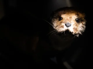 Un intenso primo piano di una lontra tassidermizzata. Una forte luce spot illumina il muso dell'animale, facendo risaltare il pelo marrone, il naso nero umido e le lunghe vibrisse, mentre il resto del corpo sfuma in un'oscurità profonda. Gli occhi scuri e fissi guardano dritto in camera.