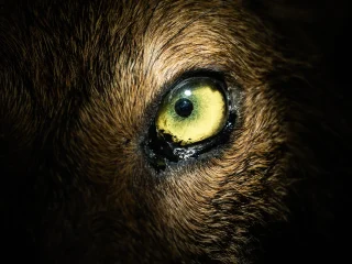 Un primo piano estremo e suggestivo dell'occhio di uno sciacallo dorato, circondato da folta pelliccia marrone. L'iride è di un giallo brillante e vitreo, con una pupilla nera circolare. L'illuminazione è drammatica (stile chiaroscuro), con gran parte del muso che sfuma nel nero assoluto.