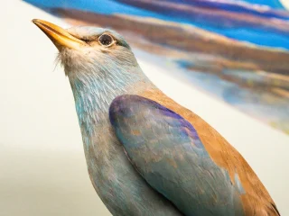 Primo piano di un uccello tassidermizzato con piumaggio nei toni dell’azzurro e del marrone. L’uccello ha il becco affusolato rivolto leggermente verso l’alto e si staglia su uno sfondo chiaro con colori sfumati che ricordano un paesaggio dipinto.