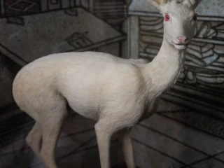 Esemplare tassidermizzato di capriolo albino affetto cioè da un'anomalia genetica per cui è completamento privo di melanina. L'animale è in posizione eretta con il capo rivolto verso l’osservatore, ha occhi rossi e orecchie appuntite. Sullo sfondo è presente un grande pannello illustrato con motivi architettonici in bianco e nero.