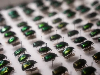 Scatola entomologica con numerosi coleotteri dall'aspetto metallico di colore verde iridescente, fissati con spilli su una base chiara e disposti in file ordinate. Ogni esemplare è accompagnato da una piccola etichetta.