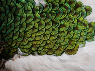Primo piano di una superficie ricoperta da fitte piume iridescenti di colore verde e blu, disposte in piccoli ventagli sovrapposti che creano un motivo a scaglie. Nella parte inferiore dell’immagine le piume diventano bianche e più morbide. La luce mette in risalto i riflessi metallici e la texture dettagliata delle piume.