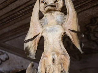 Pelle essiccata di pesce chitarra tagliata e modificata per apparire mostruosa. L'effetto è quello di rappresentare un fantasma alato dai grandi occhi e lunga coda. Sullo sfondo si intravvede parte del soffitto al quale è appeso l'esemplare. L'usanza di falsificare i reperti naturali, spacciati per animali mitologici, fu molto in voga a partire dal 1500.