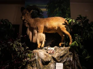Esemplare tassidermizzato di una capra di montagna africana, chiamata ammotrago. Possiede una lunga criniera che corre dalla parte alta del collo fino al petto e alle zampe anteriori. E' posizionato su una base rocciosa artificiale, circondato da piante scenografiche. Dietro l’animale si trova un fondale dipinto con vegetazione. In basso, sulla base, sono presenti una didascalia e una piccola immagine.