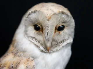 Primo piano di un uccello con piumaggio chiaro e screziato, mostrato frontalmente. La testa ha forma arrotondata, con un disegno facciale simmetrico e due occhi scuri. Lo sfondo è uniforme e scuro.