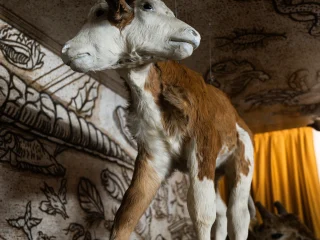Esemplare tassidermizzato di un giovane bovino con due teste affiancate, sospeso tramite fili dal soffitto. Il corpo presenta pelo bianco e marrone. Sullo sfondo si vede una parete decorata con motivi illustrati e, sul lato destro, una tenda gialla parzialmente aperta.