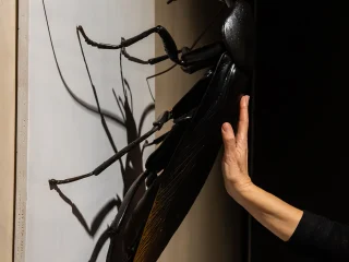 Stazione sensoriale: ingrandimento di uno scarafaggio nero accarezzato dalla mano di un visitatore. L'esemplare, montato a muro, è mostrato in profilo verticale. L'insetto è posizionato su un pannello bianco lucido, con le sue lunghe antenne che si estendono verso l'alto e la sua ombra chiara proiettata sulla superficie bianca. Il modello è progettato per essere toccato e far comprendere la suddivisione in setti tipica di questa classe di animali.