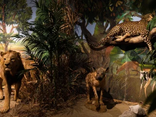 Diorama con fauna africana: in primo piano un maschio di leone, una iena e un leopardo naturalizzati. Il leopardo è a riposo su un ramo. Sullo sfondo, un pannello dipinto raffigura una tipica ambientazione africana con antilopi che si abbeverano ad un fiume.
