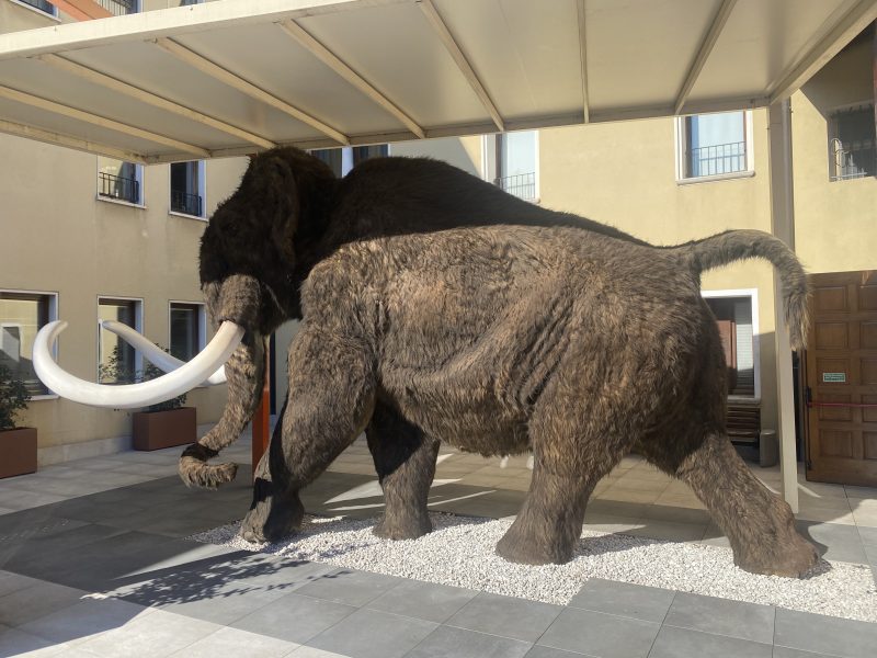 Un'imponente ricostruzione a grandezza naturale di un mammut lanuginoso situata in un cortile esterno pavimentato. La scultura è estremamente dettagliata: Manto: Il corpo è ricoperto da una folta pelliccia sintetica di colore marrone scuro e bruno, che ne enfatizza l'aspetto massiccio. Zanne: Presenta due grandi zanne bianche ricurve verso l'alto, molto prominenti. Posizione: L'animale è raffigurato in una posa dinamica, come se stesse camminando sopra una striscia di ghiaia chiara che contrasta con la pavimentazione grigia circostante. Ambiente: La statua si trova sotto una tettoia protettiva con struttura metallica bianca. Sullo sfondo si vede un edificio moderno color crema con diverse finestre e una porta in legno, tipico di un museo o di un centro didattico. L'illuminazione naturale del giorno crea ombre nette sul terreno, mettendo in risalto la texture della pelliccia.