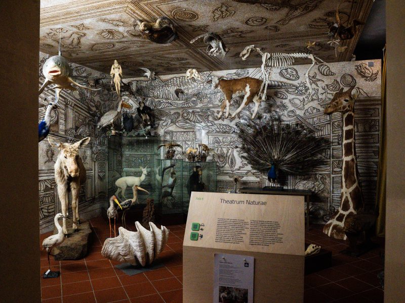Questa immagine mostra l'allestimento della sala "Theatrum Naturae" presso il Museo Civico di Storia Naturale di Pordenone. La sala è concepita come una moderna "camera delle meraviglie" (Wunderkammer). Ecco i dettagli principali della foto: Pareti e Soffitto: Sono interamente ricoperti da disegni a tratto nero su fondo chiaro che riproducono creature marine, fossili, conchiglie e animali esotici, creando un effetto immersivo e decorativo di grande impatto. Animali Tassidermizzati: La stanza ospita numerosi esemplari di animali impagliati disposti a varie altezze. Si notano una giraffa, un asino, una capra, un pavone con la coda aperta, vari uccelli (tra cui aironi e cicogne), un pesce sospeso al soffitto e persino lo scheletro di un quadrupede che sembra "camminare" a mezz'aria. Elementi Espositivi: Al centro, sul pavimento in mattoni rossi, spicca una conchiglia gigante (Tridacna). Sono presenti anche teche in vetro contenenti altri esemplari più piccoli e una scimmia. Pannello Informativo: In primo piano si trova un leggio in legno chiaro con il titolo "Theatrum Naturae" e testi esplicativi, accompagnato da icone per l'accessibilità (come QR code e simboli per audioguide). L'illuminazione soffusa e la densità degli oggetti evocano il fascino delle antiche collezioni naturalistiche del Settecento, mescolando rigore scientifico e meraviglia visiva.