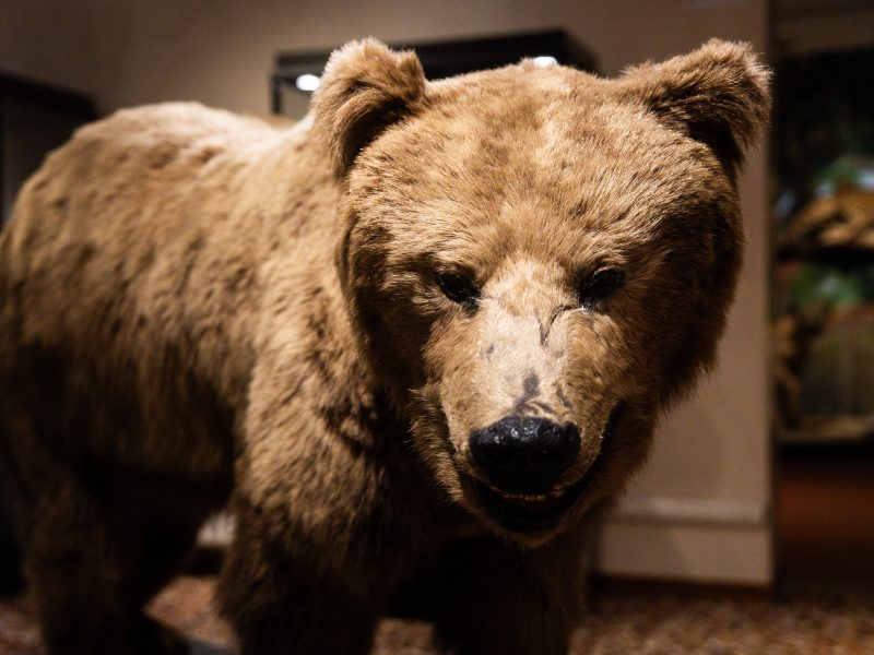 Un primo piano frontale di un orso bruno impagliato, con il corpo e la testa rivolti direttamente verso l'obiettivo. Il pelo è folto e marrone chiaro, con sfumature più scure sul muso e attorno agli occhi. Gli occhi sono scuri e lucidi, e il naso è nero e bagnato. La bocca è leggermente aperta, e si intravedono i denti inferiori. Lo sfondo è sfocato e mostra altri animali impagliati in teche di vetro, suggerendo l'interno di un museo. La luce è soffusa e calda, illuminando l'orso in modo naturale.