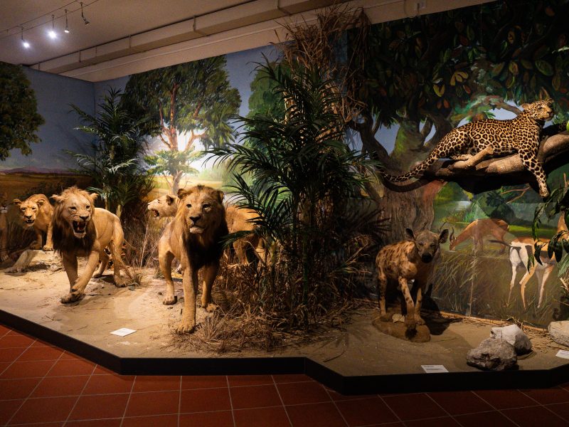 Diorama che mostra sulla sinistra un gruppo di 4 leoni tassidermizzati , due maschi e due femmine; un maschio e le due femmine hanno la bocca aperta, nell'atto di ruggire, l'altro maschio cammina tranquillo; hanno un manto color giallo ocra, delle criniere bionde dalle punte più scure; i muscoli sono tesi e possenti. Il suolo è sabbioso e i fondali dipinti mostrano un'altra leonessa tra la vegetazione; sulla destra, separata da vegetazione artificiale, si vede una iena tassidermizzata, che guarda dritta verso l'osservatore: il suo muso è grigio scuro e il pelo è color ocra a macchie marroni; alle sue spalle, un fondale dipinto rappresenta due gazzelle nella vegetazione; in alto a destra, disteso su un ramo, si trova un leopardo tassidermizzato: ha l'aria rilassata con una zampa e la coda che pendono dal ramo.