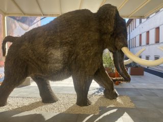 Questa immagine offre una prospettiva ravvicinata e laterale della medesima ricostruzione di mammut lanuginoso vista in precedenza. Dettagli della scultura: La visuale ravvicinata permette di apprezzare meglio la folta pelliccia marrone sintetica che ricopre interamente l'animale e le imponenti zanne bianche ricurve. La proboscide è piegata verso l'interno, vicino alle zampe anteriori. Posizionamento: Il mammut è posizionato sopra un'area rettangolare di ghiaia bianca, inserita all'interno di una pavimentazione a grandi mattonelle grigie. Contesto: L'animale si trova sotto una grande tettoia bianca che proietta un'ombra netta sul terreno. Sullo sfondo a destra si vede un edificio bianco con finestre strette e verticali bordate di arancione, mentre a sinistra compare parzialmente un murale o un pannello illustrativo. L'inquadratura enfatizza la mole imponente della creatura preistorica all'interno dello spazio architettonico moderno.