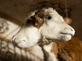 Questa immagine mostra un dettaglio ravvicinato di uno degli esemplari più insoliti esposti nel Theatrum Naturae di Pordenone: un vitello bicefalo (con due teste) tassidermizzato. I dettagli principali includono: Soggetto: Il vitello presenta un'unica struttura del collo che si divide per sostenere due musi distinti, entrambi rivolti verso l'esterno. Il manto è di colore bianco sul muso e marrone rossiccio sul corpo. Gli occhi di vetro scuro conferiscono un aspetto realistico e fisso. Inquadratura: La foto è scattata dal basso, mettendo in risalto la particolarità anatomica dell'esemplare e facendolo stagliare contro il soffitto. Sfondo: Sullo sfondo si notano le caratteristiche decorazioni della sala, con i disegni a tratto nero che richiamano le illustrazioni naturalistiche antiche, tipiche dell'allestimento curato dal museo. Atmosfera: La luce soffusa evidenzia la texture del pelo, sottolineando la natura di "curiosità scientifica" tipica delle Wunderkammer (camere delle meraviglie) a cui questa sezione del museo si ispira. L'esemplare è un classico esempio di teratologia animale, storicamente oggetto di grande interesse nelle collezioni di storia naturale.