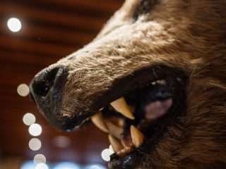 Un primo piano laterale del muso di un orso bruno tassidermizzato, catturato con una prospettiva ravvicinata che ne enfatizza la ferocia. I dettagli principali includono: Il Muso: L'orso è raffigurato con le fauci spalancate, mettendo in mostra i grandi denti e i potenti canini giallastri. Il tartufo (il naso) è nero, lucido e rugoso, mentre il pelo circostante è corto e di un marrone screziato. Texture: La messa a fuoco selettiva evidenzia la ruvidità del pelo e la lucidità delle gengive e dei denti, dando un senso di realismo all'esemplare. Sfondo: Lo sfondo è scuro e fuori fuoco, punteggiato da diverse luci circolari (bokeh) bianche che suggeriscono l'illuminazione artificiale di una sala museale. L'inquadratura dinamica e il forte contrasto tra il soggetto e le luci soffuse creano un'immagine di grande impatto visivo.