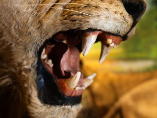 Primo piano ravvicinato della bocca spalancata di un leone; sono ben visibili i canini, nettamente più grandi degli incisivi; chiare vibrisse spiccano tra i pelli giallo ocra che circondano la bocca.