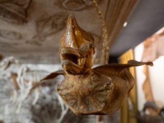 Questa immagine mostra un dettaglio ravvicinato di una Jenny Haniver, una curiosità tassidermica esposta nella sala Theatrum Naturae del Museo di Storia Naturale di Pordenone. Ecco i dettagli principali della foto: Soggetto: In primo piano si vede il volto di una creatura dall'aspetto quasi "alieno" o mostruoso, con la bocca aperta che rivela piccole file di denti e una protuberanza appuntita sulla testa. In realtà, si tratta di un corpo di razza o pesce chitarra essiccato, tagliato e manipolato per somigliare a una creatura fantastica (come un drago o un basilisco). Inquadratura: L'oggetto è sospeso al soffitto tramite una catenella dorata. La prospettiva frontale ne enfatizza l'aspetto bizzarro e leggermente inquietante, tipico delle creature che popolavano le antiche Wunderkammer. Sfondo: Lo sfondo è sfocato ma coerente con il resto della sala; si intravedono le decorazioni a soffitto con disegni naturalistici e, sulla sinistra, lo scheletro di un animale che contribuisce all'atmosfera da gabinetto delle curiosità. Colore e Materiale: La creatura ha una colorazione bruna e ambrata, con una texture rugosa e traslucida tipica della pelle dei pesci cartilaginei una volta essiccata. Questi oggetti erano storicamente venduti ai marinai o ai collezionisti come prove dell'esistenza di mostri marini, rappresentando perfettamente il tema del "meraviglioso" che caratterizza l'intera sala.