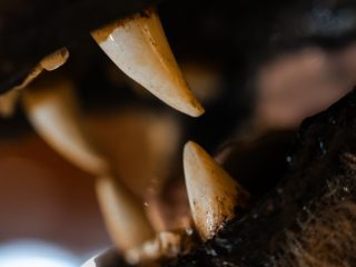 Un'inquadratura macro e ravvicinata che mostra il dettaglio dei denti di un predatore (probabilmente l'orso bruno delle foto precedenti). I dettagli principali includono: Soggetto: Due grandi canini appuntiti, uno superiore e uno inferiore, che quasi si sfiorano. I denti presentano una colorazione avorio con naturali sfumature giallastre e piccole incrostazioni scure vicino alla base, che ne accentuano il realismo. Texture: La superficie del dente in primo piano è nitida e lucida, mentre i tessuti molli circostanti (gengive e interno della bocca) sono scuri, rugosi e fuori fuoco. Composizione: L'estrema vicinanza del punto di ripresa crea un'immagine quasi astratta e intimidatoria, con una profondità di campo molto ridotta che lascia intravedere altri denti sfocati sullo sfondo. L'illuminazione mette in risalto la forma affilata e la solidità dei denti, catturando un dettaglio tipico della tassidermia museale di alta qualità.