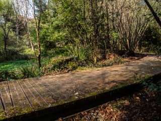 Una passerella in legno dogato serpeggia attraverso un fitto bosco rigoglioso. Il sentiero, leggermente coperto di muschio e foglie secche, curva verso sinistra scomparendo tra la vegetazione. Sulla sinistra, una zona umida con piante acquatiche verde brillante delimita il percorso. La luce del sole filtra tra i rami degli alberi spogli e dei cespugli sempreverdi, creando un gioco di luci e ombre sulle assi di legno.
