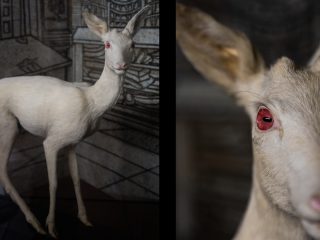 L'immagine è composta da due scatti affiancati di un raro esemplare di cerbiatto albino tassidermizzato, esposto nella sala Theatrum Naturae di Pordenone. A sinistra: La figura intera dell'animale, caratterizzato da un manto completamente bianco e zampe sottili, posizionato davanti a una parete decorata con illustrazioni naturalistiche a tratto nero. A destra: Un primo piano ravvicinato del muso, che mette in evidenza i tipici occhi rossi dovuti all'albinismo e la texture soffice del pelo bianco. L'allestimento suggerisce un'atmosfera sospesa tra rigore scientifico e curiosità d'altri tempi.