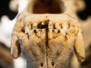 Un'inquadratura macro frontale a fuoco selettivo della mascella inferiore e dell'arcata dentale di un cranio di un predatore (coerente con l'orso bruno o un canide di grandi dimensioni visto nelle foto precedenti). I dettagli principali includono: Soggetto: La fila inferiore di denti, composta da incisivi piccoli e irregolari e dai canini parzialmente visibili, è la parte più nitida. I denti presentano una colorazione avorio naturale con macchie scure e giallastre dovute all'usura e al tempo, oltre a incrostazioni di sedimenti neri. Mascella: L'osso della mandibola in primo piano è poroso e di un color crema-beige scuro, con una texture ruvida e granulosa. Due piccoli fori (forami) sono visibili alla base. Prospettiva: L'inquadratura estremamente ravvicinata e dal basso crea una composizione speculare e simmetrica, quasi astratta. La profondità di campo è molto ridotta, lasciando l'interno del cranio e la parte posteriore completamente sfocati e scuri. L'illuminazione mette in risalto la fragilità e i dettagli minuti della struttura ossea e dentale, tipica della macrofotografia di reperti fossili o osteologici.