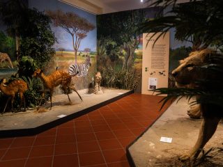 Un'ampia veduta prospettica della sala dedicata alla Savana che mostra la disposizione dei diorami e del percorso espositivo. Al centro dell'immagine si snoda un corridoio che separa due grandi aree espositive. Sulla destra, in primo piano, spunta la testa di un leone tassidermizzato, parzialmente nascosta da fronde di piante artificiali. Sulla sinistra si vede una scena dinamica con due antilopi (sitatunga) che sembrano correre verso il fondo della sala, alla vista di un ghepardo che passeggia nella loro direzione. Sullo sfondo, un grande pannello dipinto raffigura giraffe all'abbeveratoio, zebre e bufali in una vasta pianura africana. Tra le due sezioni del diorama è posizionato un pannello informativo. Le pareti sono interamente dipinte con scenari naturalistici che si fondono con gli esemplari tassidermizzati e la vegetazione artificiale (cespugli e arbusti), creando un'esperienza immersiva. L'illuminazione è puntiforme, con faretti che mettono in risalto i soggetti principali.