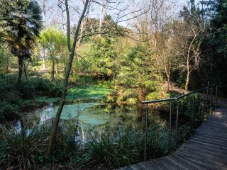 Una polla di risorgiva circondata da una fitta vegetazione ripariale e alberi. Sulla destra, una passerella in legno con corrimano in metallo moderno costeggia il laghetto. La superficie dell'acqua è parzialmente coperta da vegetazione, riflettendo le piante circostanti e il cielo. Tra le diverse specie vegetali spicca una palma sulla sinistra e arbusti rigogliosi che creano un'atmosfera da giardino botanico naturale.