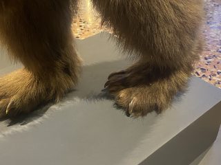 Inquadratura ravvicinata e dall'alto delle zampe anteriori di un orso bruno tassidermizzato, poggiate su un piedistallo grigio opaco. Soggetto: Le zampe sono massicce e ricoperte da una folta pelliccia marrone con riflessi dorati. Sono ben visibili i lunghi artigli ricurvi e scuri che spuntano dal pelo, sottolineando la potenza dell'animale. Composizione: La zampa di destra è in primo piano e più nitida, mentre quella di sinistra è leggermente arretrata. La prospettiva mette in risalto la struttura robusta degli arti. Sfondo: Sullo sfondo si vede una porzione del pavimento del museo, realizzato in terrazzo veneziano con frammenti di pietra multicolore (bianco, ocra e marrone), che richiama i toni caldi dell'esemplare. L'immagine si concentra sulla texture del pelo e sulla forma degli artigli, offrendo un dettaglio realistico della mole del predatore.