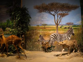 Diorama che mostra sulla sinistra due antilopi di piccole dimensioni tassidermizzate: il mantello è rossiccio con linee e macchie più chiare, e sembrano allontanarsi correndo da un ghepardo tassidermizzato che si vede sulla destra. Il terreno è sabbioso e lo sfondo dipinto mostra zebre e bufali, tra l'erba alta. L'illuminazione è soffusa e calda.