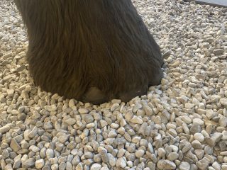 Questa immagine mostra un dettaglio ravvicinato di una zampa di mammut. I punti salienti sono: La Zampa: È ricoperta da una folta pelliccia marrone scuro con peli lunghi e realistici che scendono fino alla base. Si possono notare le grandi unghie scure e arrotondate tipiche degli elefantiidi, che spuntano appena dal pelo. Il Terreno: La zampa poggia su uno strato uniforme di ghiaia bianca e piccoli ciottoli levigati, che creano un forte contrasto cromatico con il marrone della scultura. Prospettiva: L'inquadratura dall'alto mette in risalto la massiccia circonferenza della zampa, sottolineando il peso e la stabilità dell'animale. Il dettaglio evidenzia la cura nei materiali usati per la riproduzione, rendendo bene l'idea della mole di questa creatura preistorica.