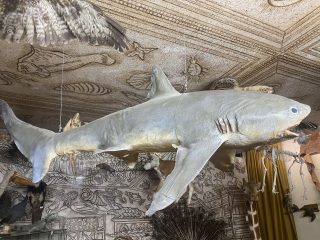 L'immagine mostra un grande esemplare di squalo tassidermizzato, sospeso al soffitto della sala Theatrum Naturae presso il Museo Civico di Storia Naturale di Pordenone. Ecco i dettagli per il testo alternativo: Soggetto principale: Uno squalo di notevoli dimensioni, dalla pelle grigio-azzurra con sfumature dorate e bianche sul ventre. È ritratto con la bocca leggermente aperta, mostrando i denti, e le fessure branchiali ben visibili sul fianco. È appeso orizzontalmente tramite sottili cavi metallici, dando l'impressione di "nuotare" nell'aria. Sfondo e soffitto: Il soffitto e la parete retrostante sono interamente decorati con i caratteristici disegni a tratto nero del museo, che raffigurano conchiglie, pesci e creature marine in uno stile che ricorda le antiche enciclopedie naturalistiche. Altri elementi: Attorno allo squalo si scorgono altri reperti del "gabinetto delle curiosità": in alto a sinistra le ali spiegate di un uccello, sullo sfondo la testa di una giraffa, lo scheletro di un animale e la bizzarra figura di una Jenny Haniver sospesa poco più lontano. L'inquadratura ravvicinata e dal basso sottolinea la maestosità del predatore marino all'interno dell'allestimento scenografico della sala.