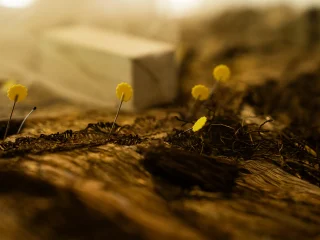 Macro di un tessuto antico in fase di restauro. Diversi spilli con la testa circolare gialla sono inseriti nelle fibre scure e logore per fissare il materiale. Sullo sfondo sfocato si nota un peso bianco rettangolare utilizzato per tenere disteso il tessuto. L'illuminazione calda enfatizza la trama usurata e i fili intrecciati.
