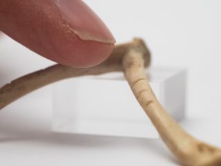 Dalle Grotte di Pradis, presso Clauzetto, provengono due clavicole destre di marmotta con alcune incisioni ben visibili. Questi segnetti paralleli non sono riconducibili alle solite tracce legate alla macellazione degli animali e, nonostante non sia chiara la loro funzione, sono stati interpretati come segni di computo, forse in connessione con le fasi lunari.