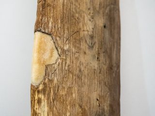 Primo piano macro della superficie di un'antica pagaia in legno. La foto mostra in dettaglio la trama delle fibre lignee, segnate da sottili solchi verticali e piccole cavità dovute all'usura e al tempo. Sul bordo sinistro è visibile una stuccatura di restauro di colore chiaro (beige) che riempie una lacuna del legno originale. Il colore del reperto varia dal bruno dorato al marrone scuro.