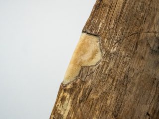 Primo piano macro dell'angolo di un'antica pagaia in legno, ripresa su un fondo bianco neutro. Il legno è di colore bruno-dorato e presenta una texture superficiale irregolare, segnata da venature e microfessure verticali. Sul bordo angolare di sinistra è visibile un intervento di restauro: una stuccatura di colore chiaro, beige, che riempie una lacuna del legno originale.