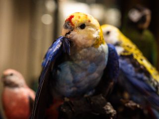 Esemplare di Rosalla, pappagallo australiano, naturalizzato nell'atto di lisciarsi le penne. il termine tecnico che definisce questo comportamento si chiamo preening. Questa specie si caratterizza per i vivaci colori. Il capo è giallo con puntinature rosso-arancio, il ventre e le ali sono azzurro-turchese, il dorso giallo.