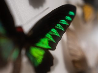 Inquadratura macro e ravvicinata dell'ala di una farfalla nera con vivaci motivi geometrici verde smeraldo elettrico. La luce mette in risalto la brillantezza delle scaglie alari verdi che contrastano con il fondo scuro. Lo sfondo è sfocato e dai toni neutri, con un accenno di un'altra farfalla dai toni caldi.