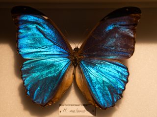 Inquadratura macro di una farfalla Morpho esposta in una teca. Le grandi ali presentano un'iridescenza blu elettrico e turchese estremamente brillante, che sfuma verso il marrone scuro e il nero lungo i bordi esterni. Il corpo centrale è piccolo e scuro, mentre in basso è visibile un piccolo cartellino bianco con la scritta scientifica 'M. menelaus'.